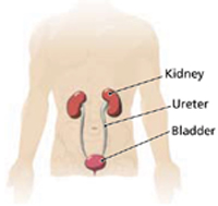 kidney_urethra
