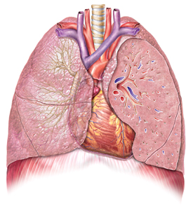 lung1