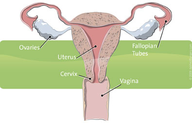 women_gynecologica